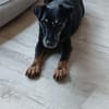 REENA  Kleine Kämpferin mit großem Herzen sucht ihr Zuhause