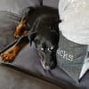 REENA  Kleine Kämpferin mit großem Herzen sucht ihr Zuhause