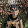Freundlicher und sehr hübscher Bailey