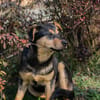 Freundlicher und sehr hübscher Bailey