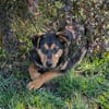 Freundlicher und sehr hübscher Bailey