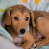 IBU  Kleiner Hundejunge sucht seine Familie