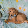 IBU  Kleiner Hundejunge sucht seine Familie