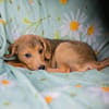 IBU  Kleiner Hundejunge sucht seine Familie