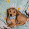 IBU  Kleiner Hundejunge sucht seine Familie