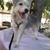 LENE   geb. 01.05.2023, 42 cm sucht