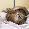 Schmusekatze Kimba + Bacardi