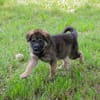 ONYX  Kleine Welpenmaus sucht ihre Familie