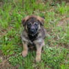 ONYX  Kleine Welpenmaus sucht ihre Familie