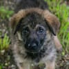 ONYX  Kleine Welpenmaus sucht ihre Familie