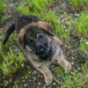 ONYX  Kleine Welpenmaus sucht ihre Familie