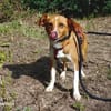 Herzenshund EMILIO  sucht sein Für-immer-Zuhause