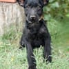 Itala -Zuckersüßes Hundemädchen sucht ihre Menschen!