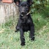 Itala -Zuckersüßes Hundemädchen sucht ihre Menschen!