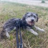 Buster auf PS in Aresing