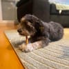 Buster auf PS in Aresing