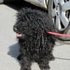 Kleiner Traumhund Palika