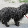 Kleiner Traumhund Palika