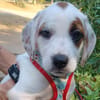 Angèle (chiot)