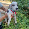 Angèle (chiot)