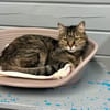 Mamichat