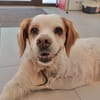 Lila