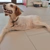 Lila