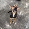 BUDDY