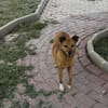 Chica