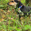 Misia