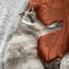 Kali