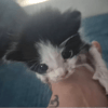 OREO