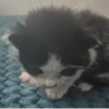 OREO