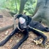Junge schüchtere Mixhündin HONEY m.Handicap
