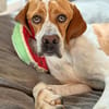 Pointer Chico sucht seine Menschen