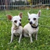 Bella & Blanca - Chihuahua Seniorinnen suchen