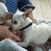 Bella & Blanca - Chihuahua Seniorinnen suchen