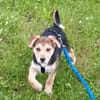 Süße Ronja🌺 sucht liebevolles Zuhause