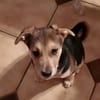 Süße Ronja🌺 sucht liebevolles Zuhause