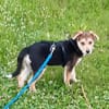 Süße Ronja🌺 sucht liebevolles Zuhause