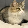 Daisy - unkomplizierte Traumkatze