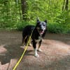 Henri sucht sein Zuhause