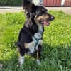 Henri sucht sein Zuhause