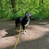 Henri sucht sein Zuhause
