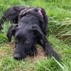 Zuhause gesucht für Kanya