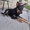 FIBI  Junger Familienhund sucht sein Glück