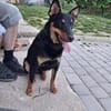 FIBI  Junger Familienhund sucht sein Glück