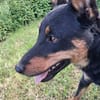 FIBI  Junger Familienhund sucht sein Glück