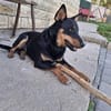 FIBI  Junger Familienhund sucht sein Glück