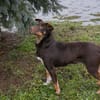 FREYA  Junge Hundemama sucht ihr eigenes Glück